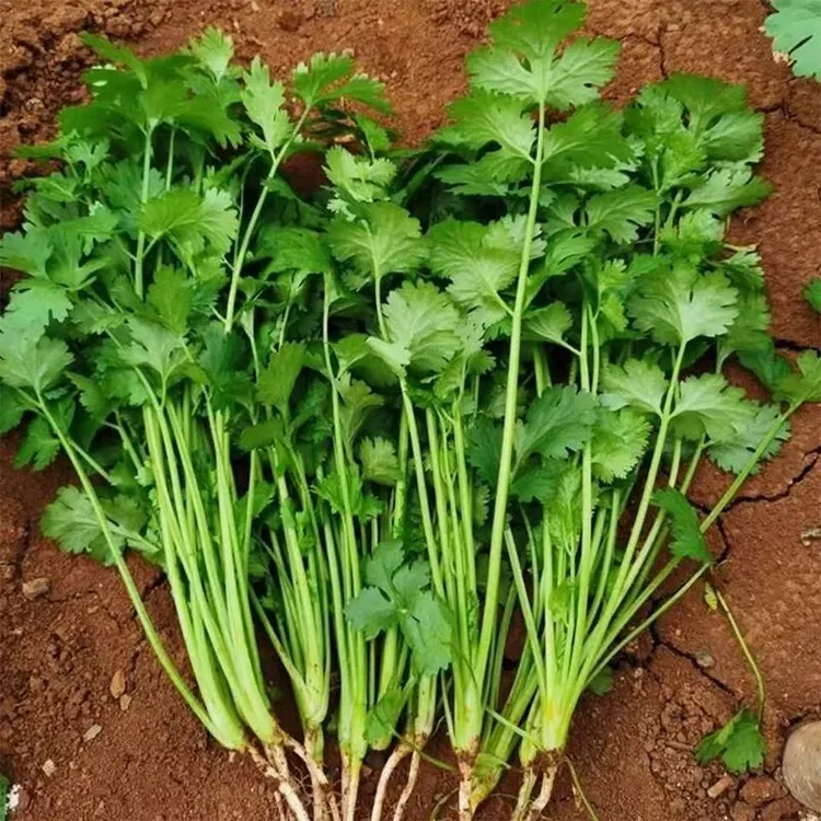 蔬菜香菜新鲜带根山东农家露天铁杆芫荽菜地道小叶火锅菜5斤包邮