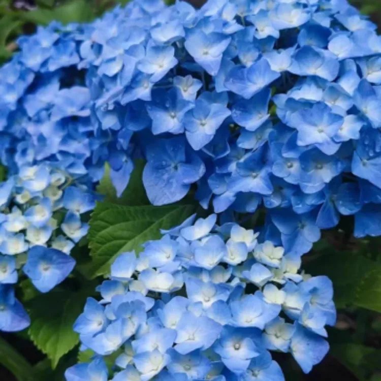 【贝拉】大花绣球阳台庭院植物花卉露天基地好养易活