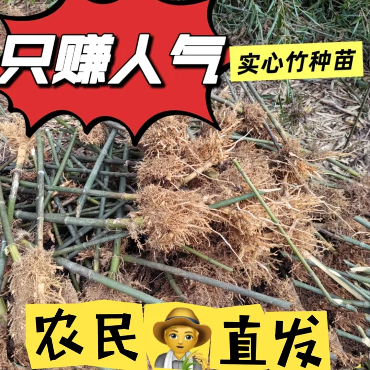 实心竹苗竹子大量批发红心巨龙竹实心竹苗大量现货实心竹种苗