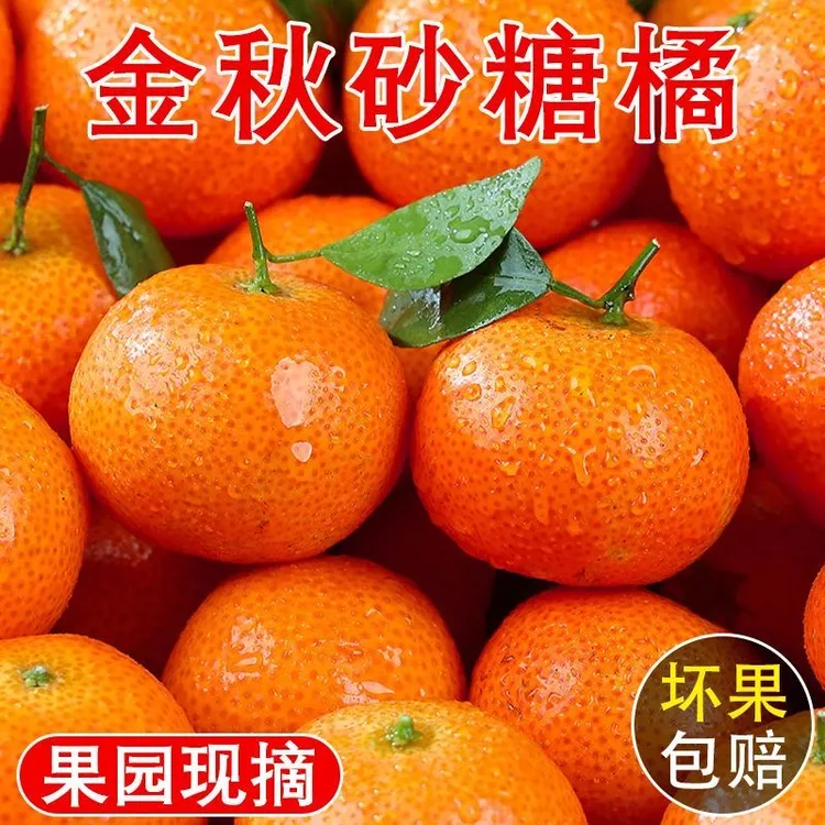 新鲜现摘无籽砂糖橘应季水果t1