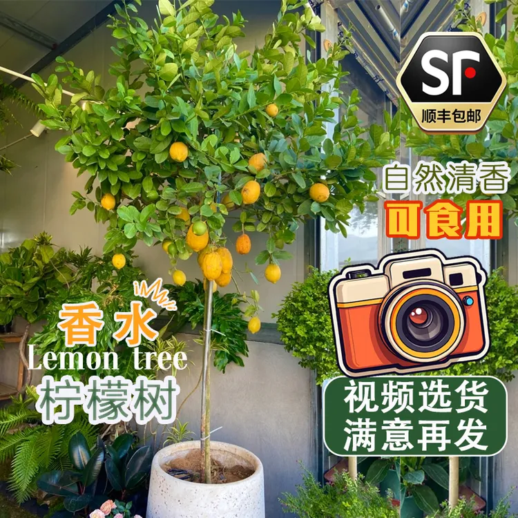 香水柠檬树盆栽带花带果可食用基地直发庭院客厅四季绿植室内外