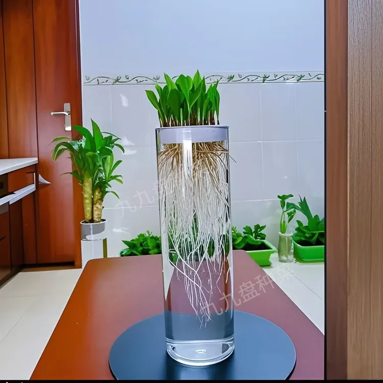 透明水培水培瓶子玉米水稻小麦种子发芽观察植物生长芽苗菜盆栽