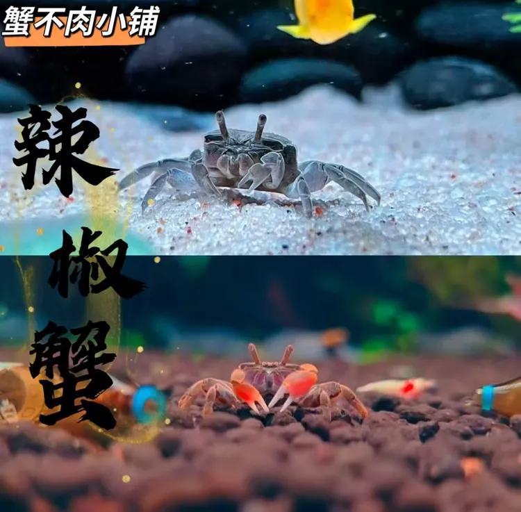 【直播优享】迷你辣椒蟹淡水观赏蟹活体可深水养除藻适合鱼缸爬宠