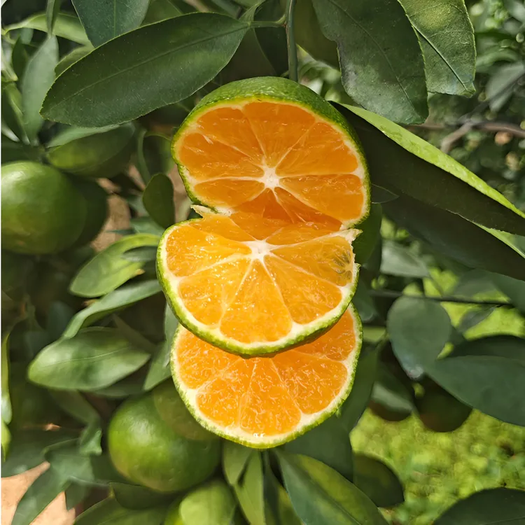 赣南寻乌蜜桔橘子新鲜水果无籽酸甜多汁柑橘3/5斤桔子顺丰包邮