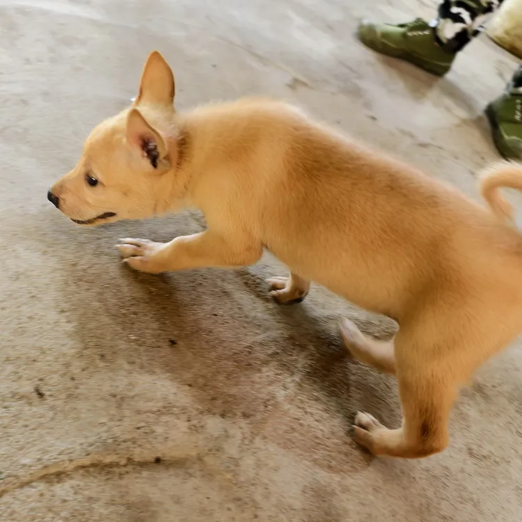 中华田园犬土松犬四眼犬等多种品种宠物狗活体