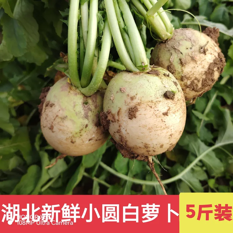 新鲜圆白萝卜甜白萝卜湖北孝感露天春不老圆根萝卜蔬菜炖汤5斤装