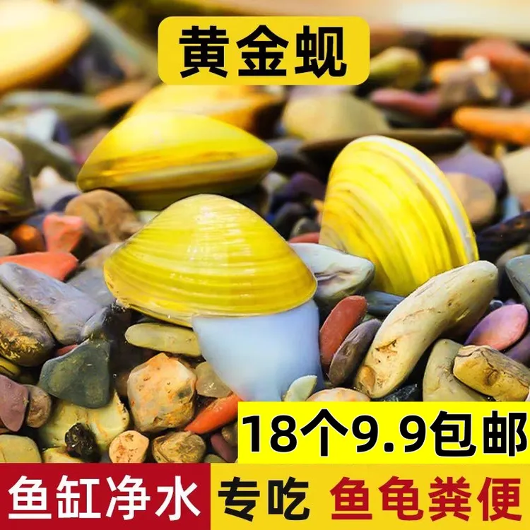 黄金蚬小河蚌河蚬活体淡水冷水原生小型水族除藻观赏螺溪蚬河蚌