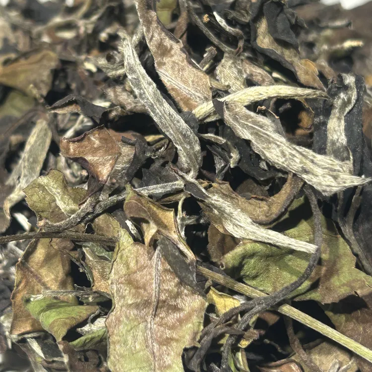 2025年古树白茶，花果香，蜜香浓郁，汤感细腻，甜度好，鲜爽度好