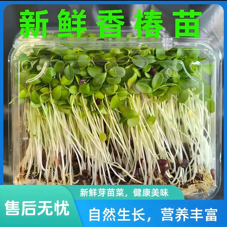 【冷链直达】精品锁鲜香椿苗有机新鲜蔬菜健康营养炒菜凉拌饭店专供
