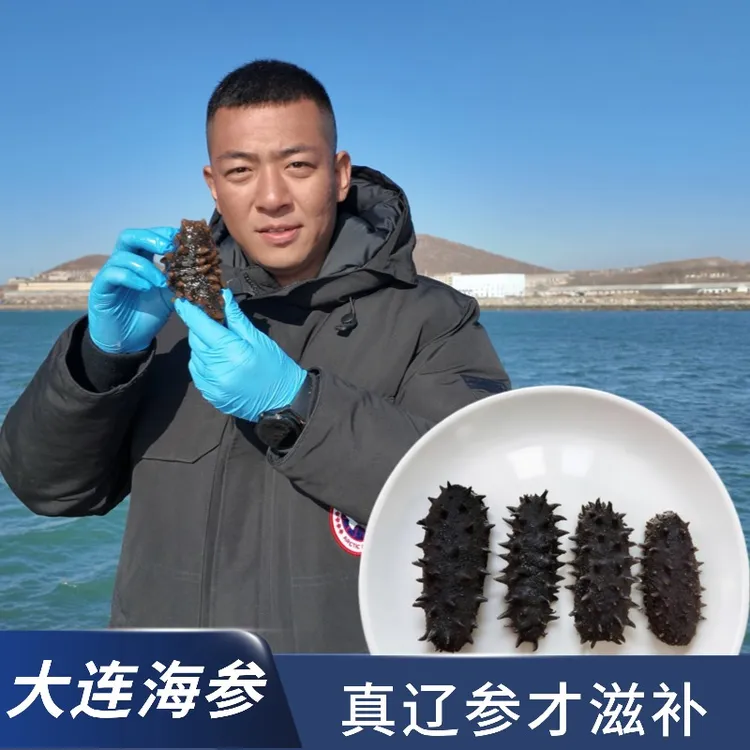 海参渤海湾鲜深海围堰2-4头活海参,现场称重,现场免费加工