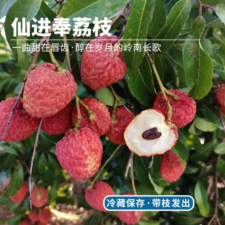 每天水果优选增城仙进奉荔枝界明星清甜肉厚应季当季时令新鲜整箱
