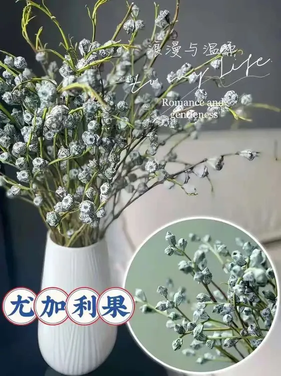 【钻石尤加利果】夏日不死鸟花材，真花新鲜发货做干花。介意味道勿拍