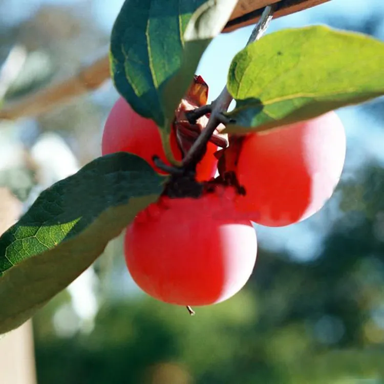 柿树苗火晶柿苗嫁接柿子临潼火晶柿子果树苗当年结果南北方种植