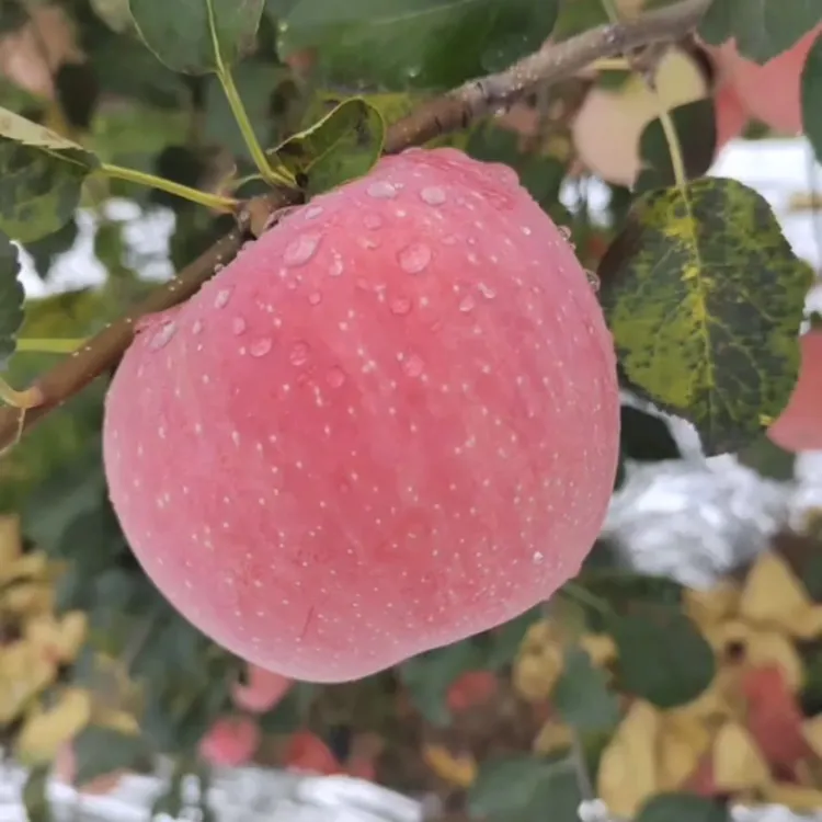 【405984-03】正宗山西吉县红富士苹果原产地直发
