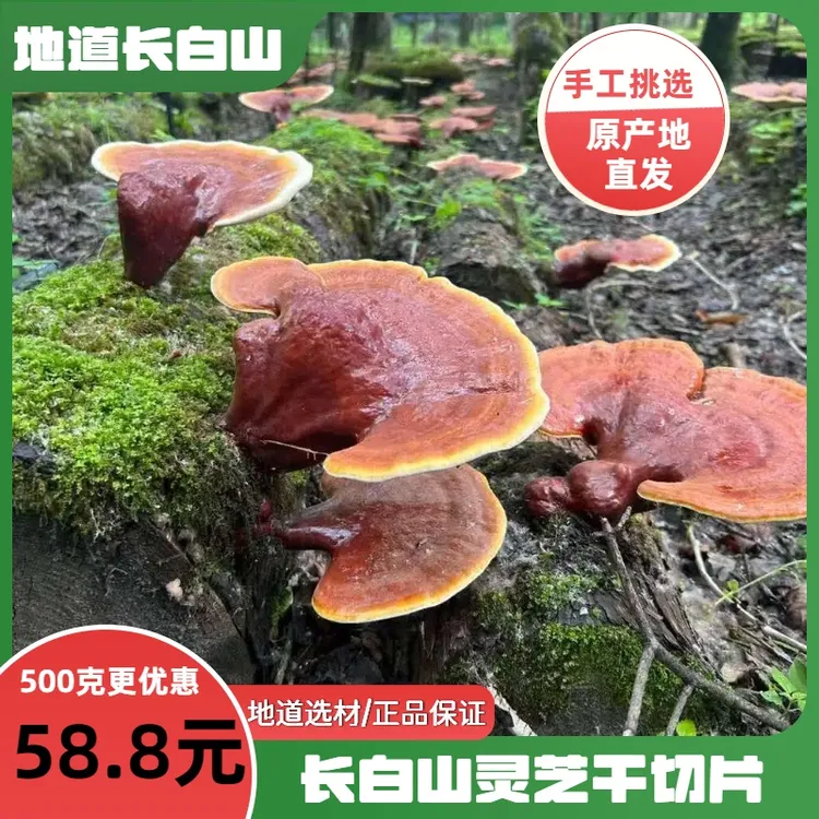 长白山正品灵芝干货精品切片正宗林下仿野生灵芝泡酒煮水泡茶煲汤