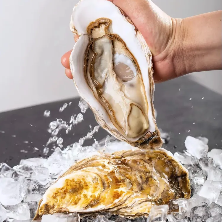 海洋牧场｜蚝王8+乳山生蚝鲜活牡蛎拍5个送1个 到手6个总净重2.5KG