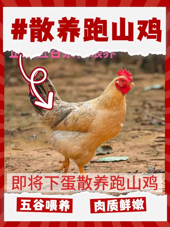 农村正宗纯粮食喂养散养跑山鸡柴鸡现抓现宰顺丰包邮原创