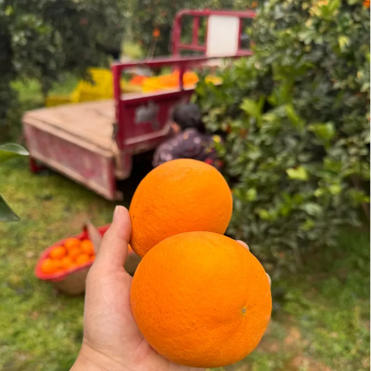 【果王纽荷尔】湖北秭归纽荷尔甜橙鲜甜多汁应季水果产地直发