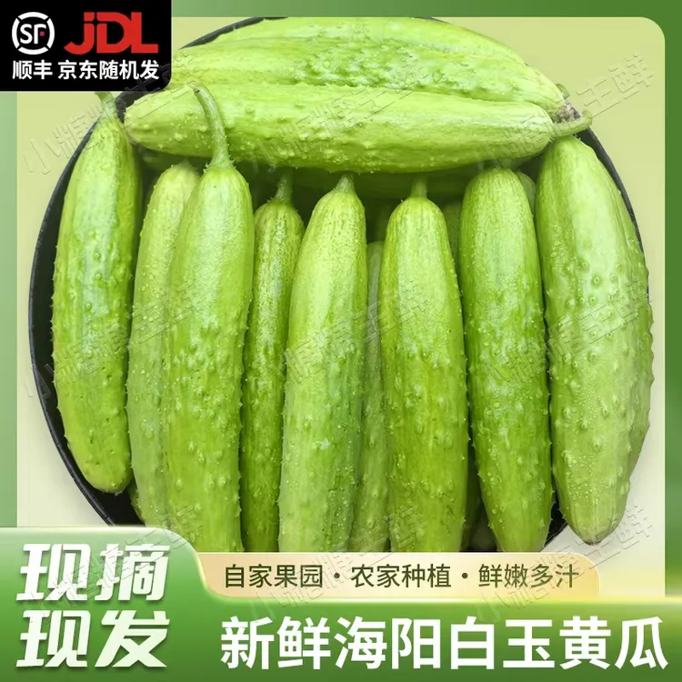 海阳白玉黄瓜 现摘现发 脆嫩爽口孕妇生吃凉拌 现摘1斤5斤新鲜