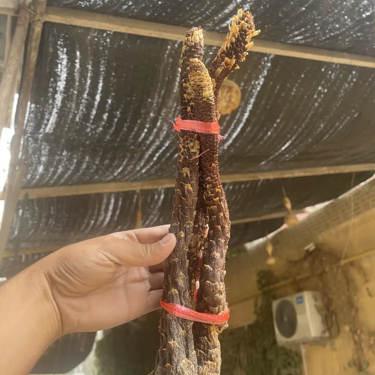 【油性肉枞榕】正宗和田直发沙漠人参肉肉枞榕大芸泡水炖汤泡9