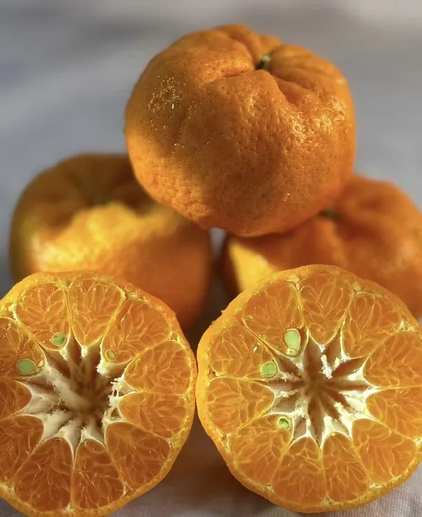 湖南泸溪早蜜一号9斤正宗产地直发应季新鲜热卖水果清脆甜回甘