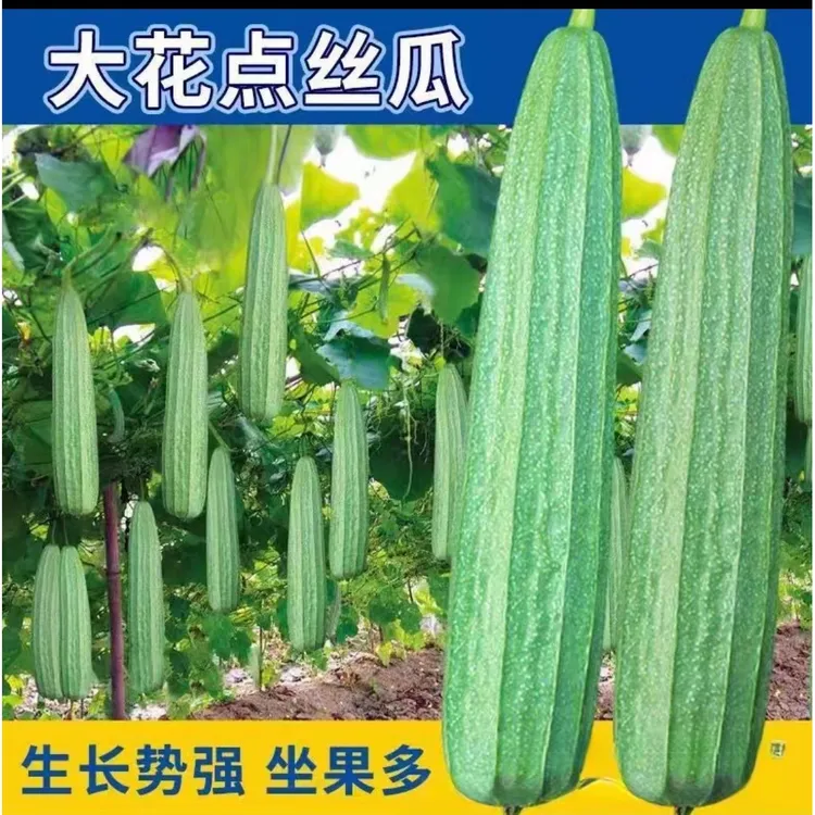 大花点丝瓜种子四季果蔬阳台小院盆栽种植简单