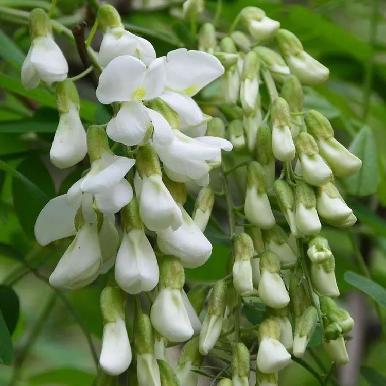 2025年新鲜洋槐花河南槐花新鲜可食用槐树花蕊当季可泡水喝洋槐树