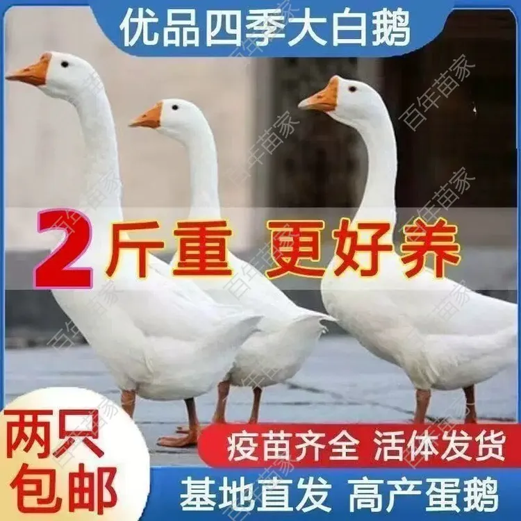 2斤脱温鹅苗优质四季鹅大白鹅高产蛋白鹅顺丰包邮农家散养白鹅苗