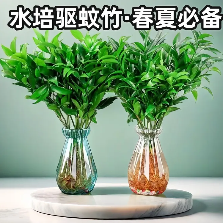 水培驱蚊竹柏好养不死四季常青室内防蚊虫绿植物盆栽盆景办公室桌