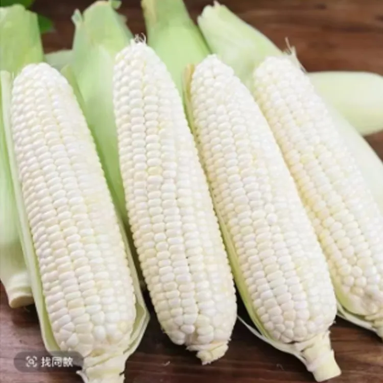 农家种植新鲜现摘甜糯玉米带壳带叶露天种植玉米
