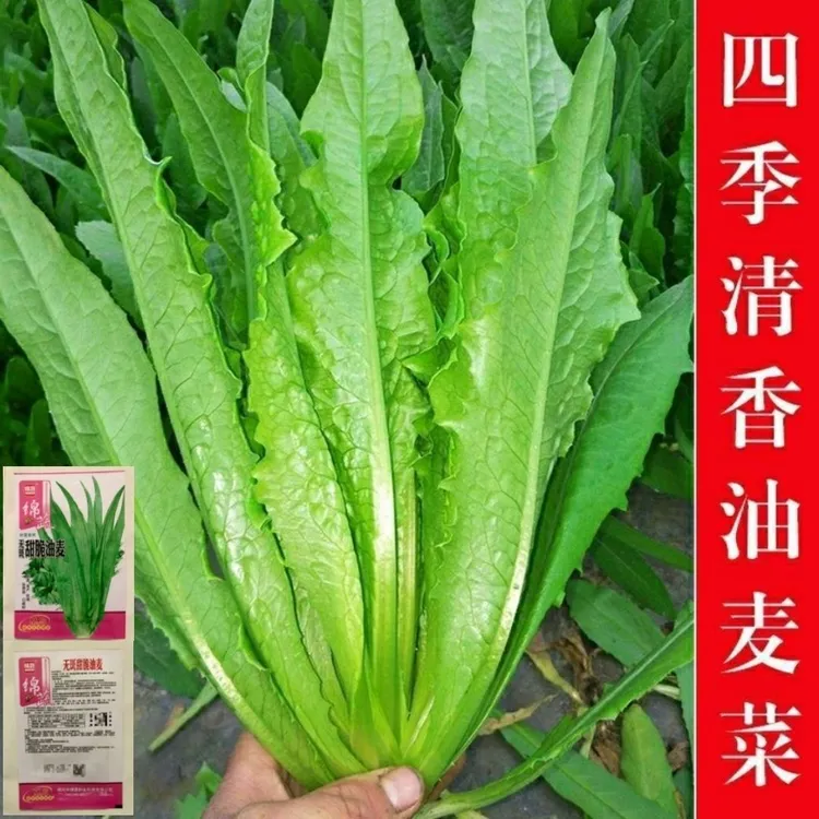 四季种植油麦菜种子新鲜四季种清香油麦菜种子庭院阳台田蔬菜种子