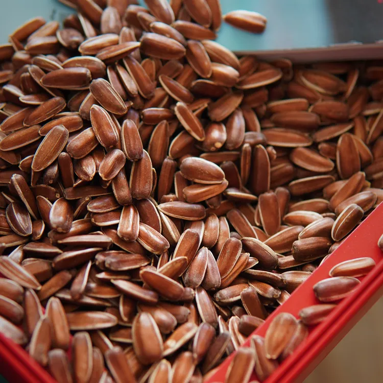 云南特产红皮生瓜子大颗粒原味甜糯山地葵花籽