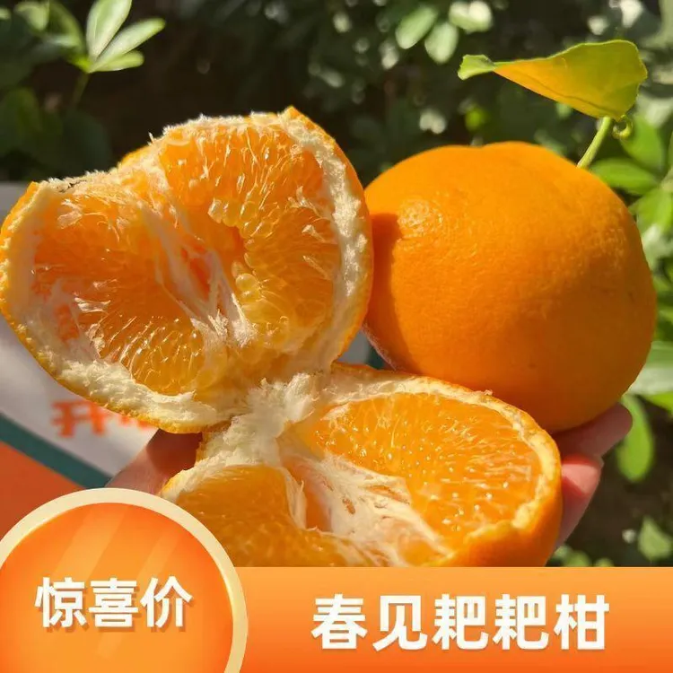 四川春见耙耙柑，新鲜水果当季