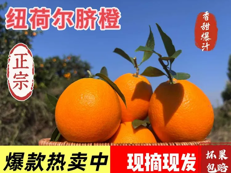 正宗脐橙新鲜现摘手剥橙子香甜爆汁应季水果产地直发10斤