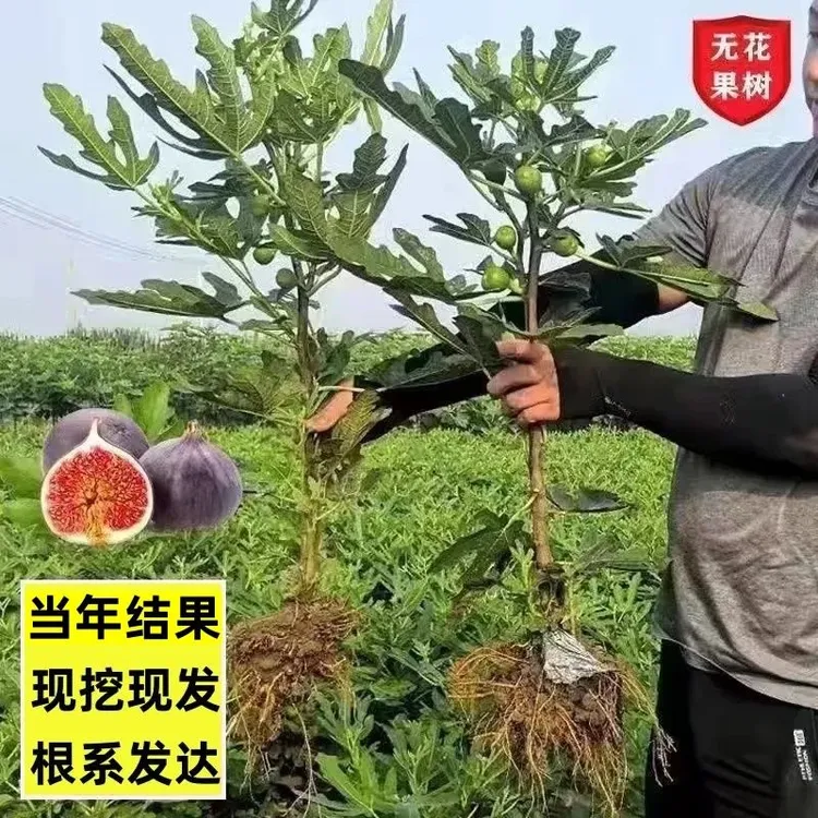 无花果树苗一物一拍南方北方种植波姬红大果软糯盆栽地栽