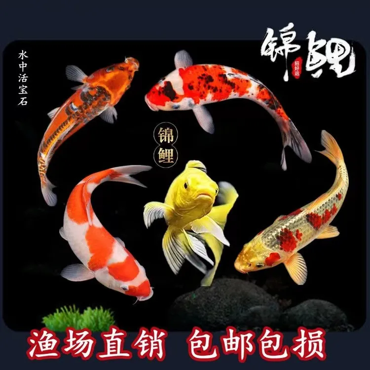 顺丰锦鲤鱼活体观赏鱼活鱼小型易养冷水淡水鱼小鱼苗锦鲤金鱼包活