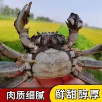 水牛赵精品螃蟹公母对半2斤装 每只1.3-1.8两 顺丰京东发货
