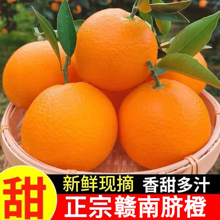 正宗赣南脐橙新鲜现摘果园直发