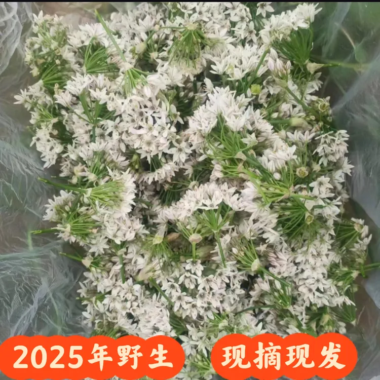 2025年现摘现发新鲜韭菜花 韭苔花 韭花酱原料 新鲜蔬菜 纯嫩韭花