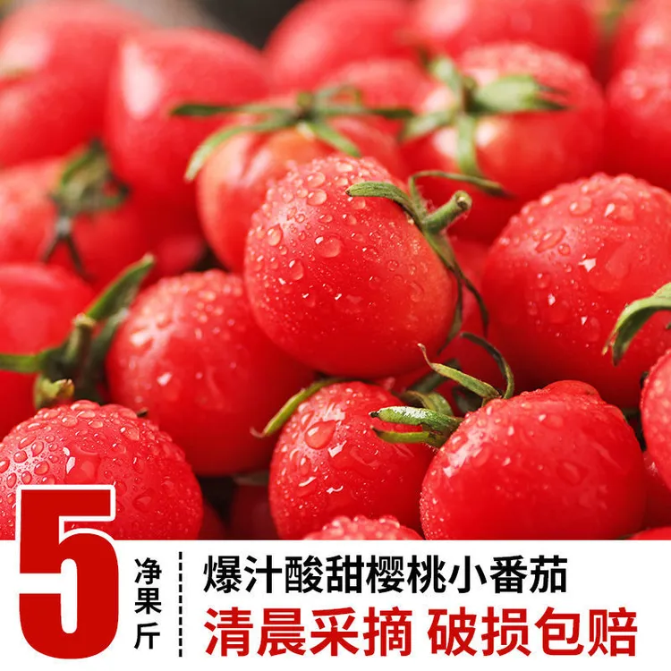 5斤现摘现发正宗小番茄圣女果爆汁酸甜爽口新鲜水果生吃番茄蔬菜