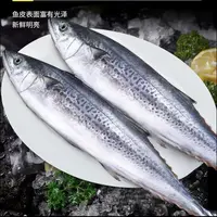 【顺丰发货】④新鲜当季鲅鱼 海捕马鲛鱼 6-8两/条 到手5斤 7-8条