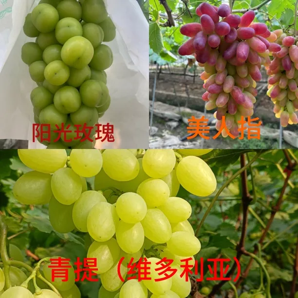 浙江上虞脆甜多汁农家葡萄阳光视频阳光产地正宗美人指葡萄