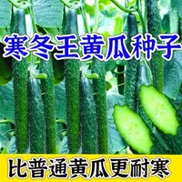 【满5包/包邮】寒冬王黄瓜种子耐热耐寒水果黄瓜种子四季蔬菜黄青瓜
