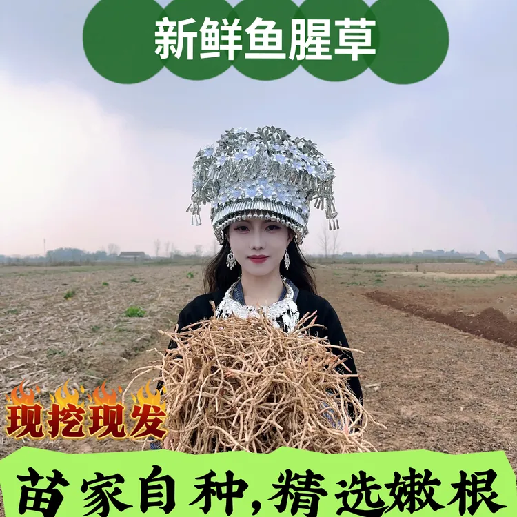 苗家现挖带泥鱼腥草折耳根新鲜嫩根嫩芽节儿根半斤1斤5斤