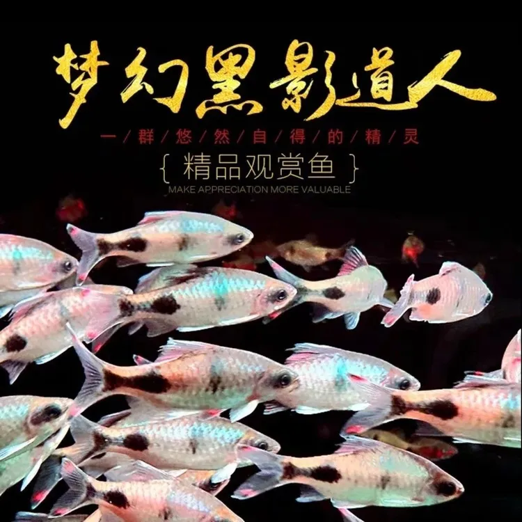 梦幻黑影道人道金斯鲃观赏鱼群游进口黑影活体小型耐养原生观赏鱼