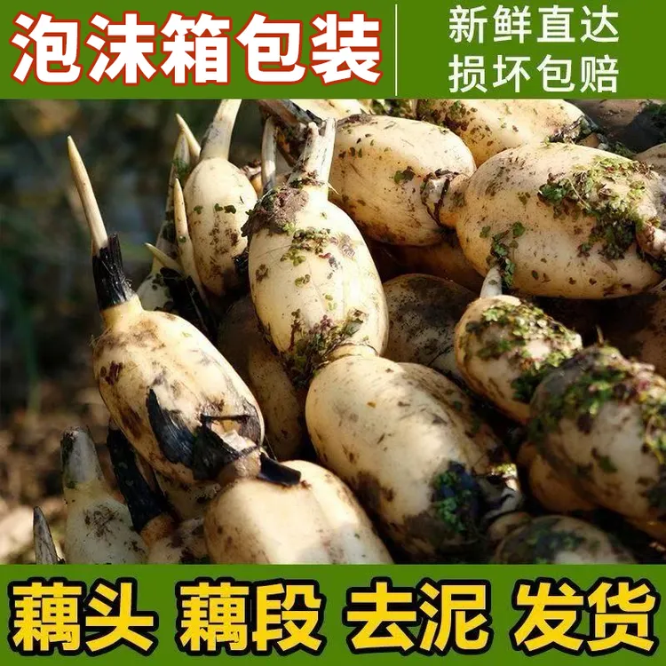 正宗清水白莲藕现挖现发莲藕新花藕凉拌火锅嫩藕农家自种不蔬菜