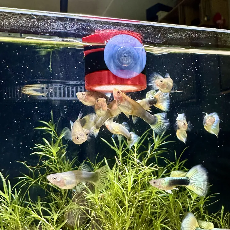 鱼缸丰年虾喂食悬浮飘散孔雀鱼观赏鱼小型圈投食器丰年虾喂食器