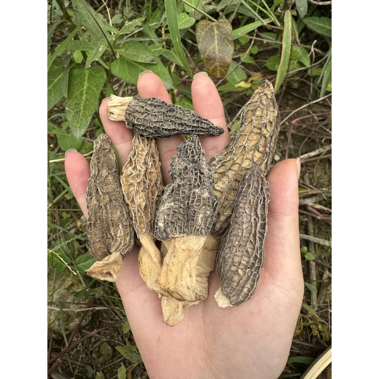 代卖羊肚菌）高山农家干羊肚菌