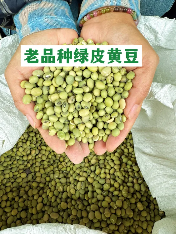 贵州自种老品种青皮黄豆可发芽打豆浆