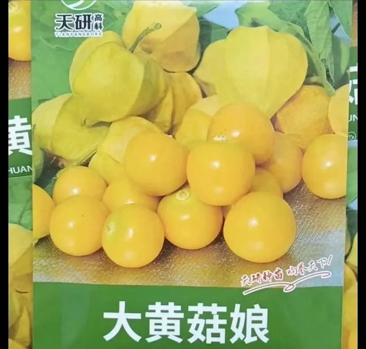 【大黄菇娘果种子】奶香味东北灯笼果水果种子四季结果粒粒甜